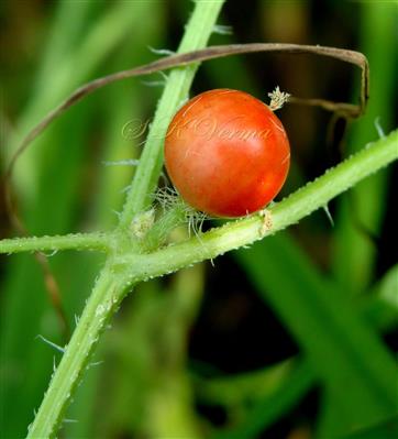  Fruit
